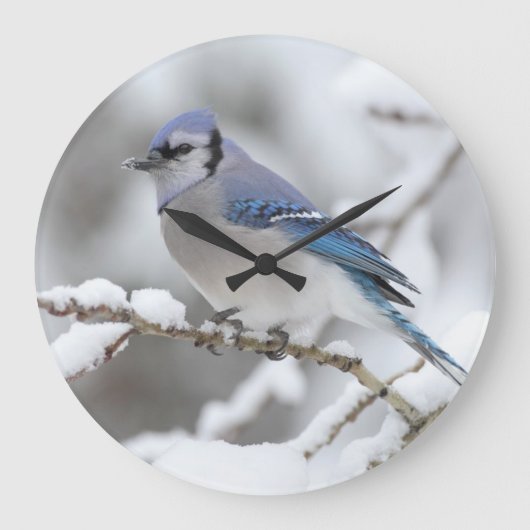 Winter Blue Jay Grote Klok (Voorkant)
