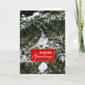 Winter Blue Jay Holiday Greeting Kaart (Voorkant)
