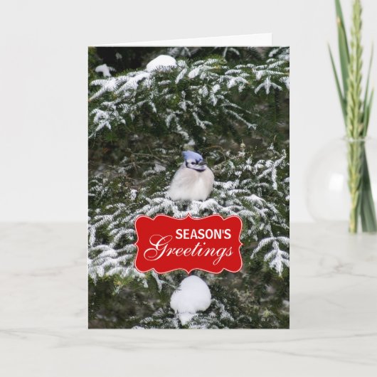 Winter Blue Jay Holiday Greeting Kaart (Voorkant)