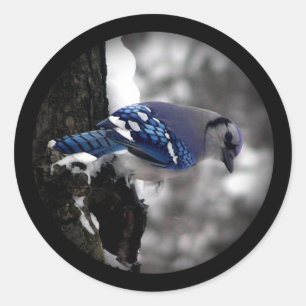 Winter Blue Jay Ronde Sticker