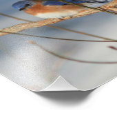 Winter Bluebird 8x8 Foto Afdruk (Hoek)