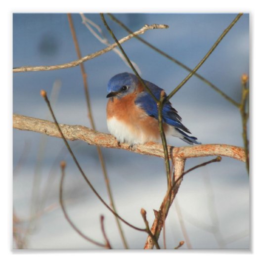Winter Bluebird 8x8 Foto Afdruk (Voorkant)