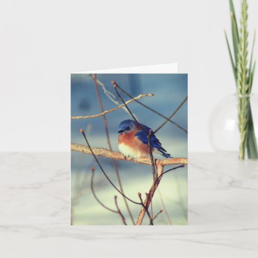 Winter Bluebird Animal Note Kaart (Voorkant)