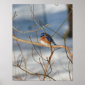 Winter Bluebird Animal Poster (Voorkant)