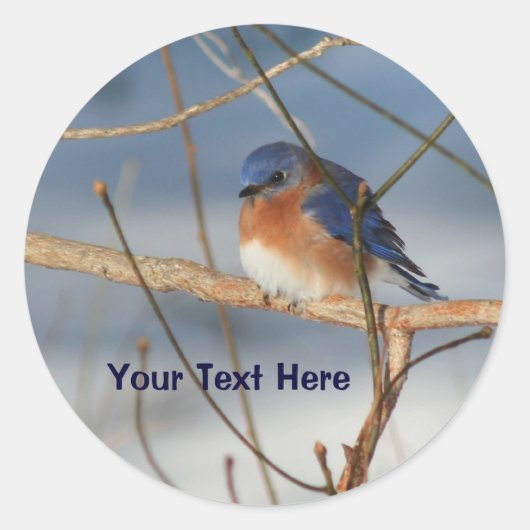 Winter Bluebird Animal Sticker (Voorkant)