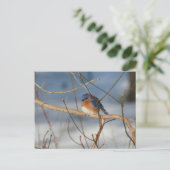 Winter Bluebird Natuur Animal Foto Briefkaart (Staand voorkant)
