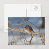 Winter Bluebird Natuur Animal Foto Briefkaart (Voorkant / Achterkant)