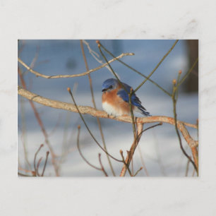 Winter Bluebird Natuur Animal Foto Briefkaart