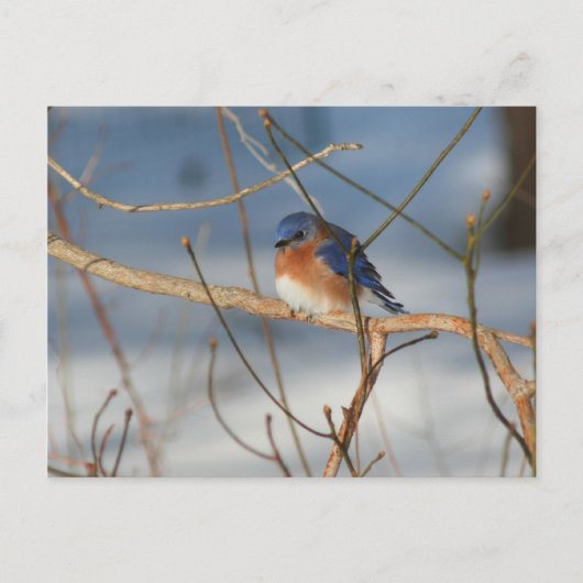 Winter Bluebird Natuur Animal Foto Briefkaart (Voorkant)