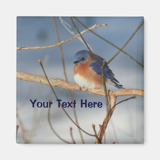 Winter Bluebird Personalized Animal Magneet (Voorkant)