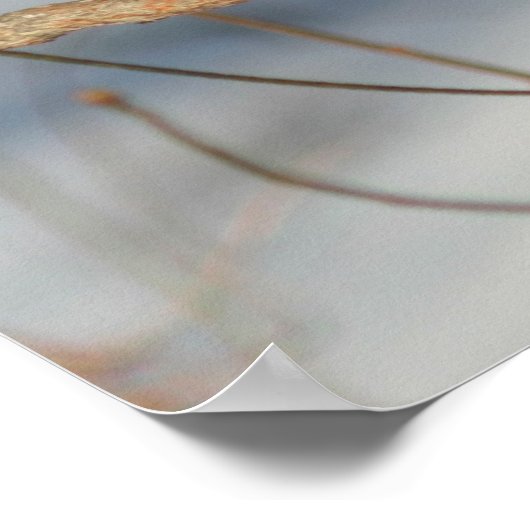 Winter Bluebird Poster (Hoek)