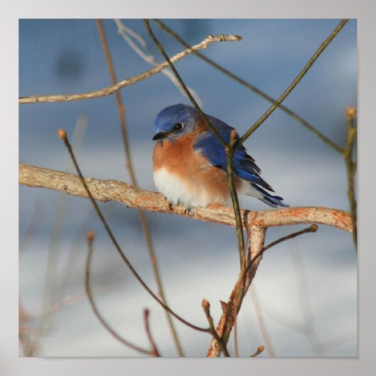 Winter Bluebird Poster (Voorkant)