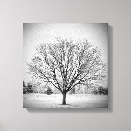 Winter Boom Opgespannen Canvasprint Canvas Afdruk (Voorkant)