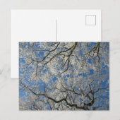 Winter Boomkroon Briefkaart (Voorkant / Achterkant)