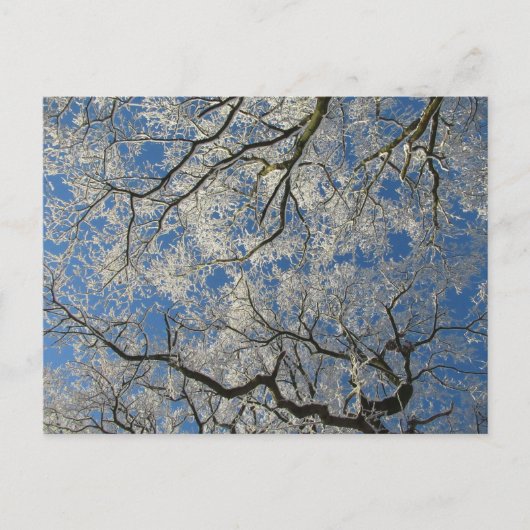 Winter Boomkroon Briefkaart (Voorkant)