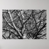 Winter Branches (B&W) Poster (Voorkant)
