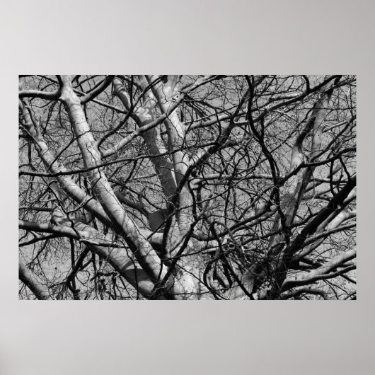 Winter Branches (B&W) Poster (Voorkant)