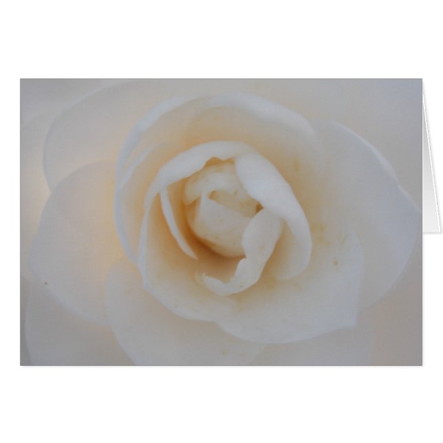 Winter Camellia (Voorkant Horizontaal)