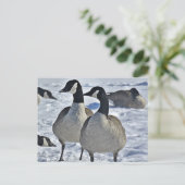 Winter Canada Goose Natuur Fotografie Hunter Briefkaart (Staand voorkant)