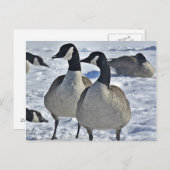 Winter Canada Goose Natuur Fotografie Hunter Briefkaart (Voorkant / Achterkant)