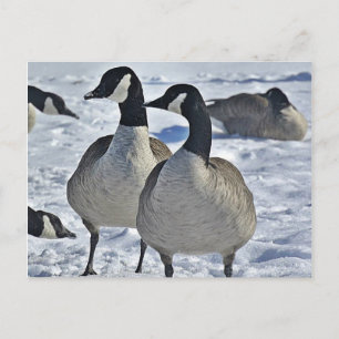 Winter Canada Goose Natuur Fotografie Hunter Briefkaart
