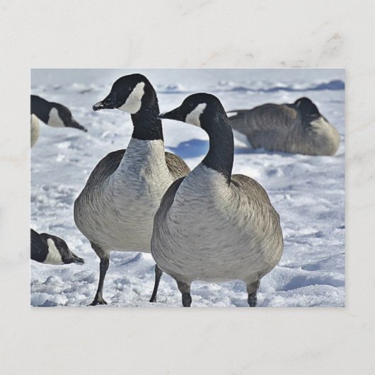 Winter Canada Goose Natuur Fotografie Hunter Briefkaart (Voorkant)