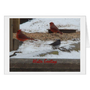 Winter Cardinals & Junco
