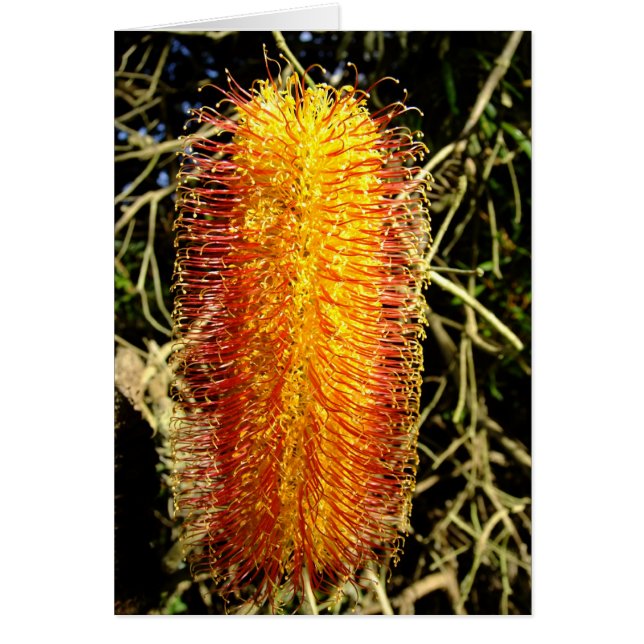 Winter Cheer (Voorkant)