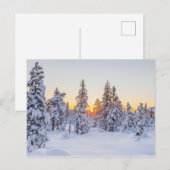Winter Coniferen Zonsondergang Natuur Briefkaart (Voorkant / Achterkant)