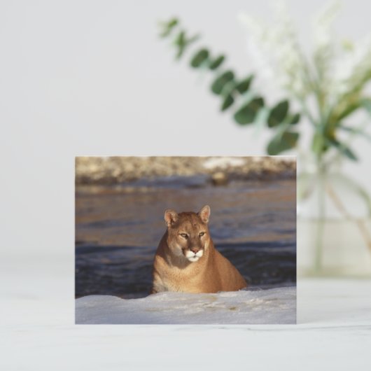 Winter Cougar Briefkaart (Staand voorkant)