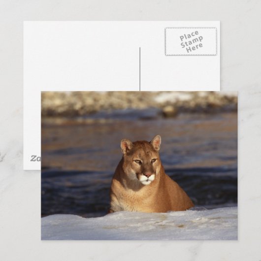 Winter Cougar Briefkaart (Voorkant / Achterkant)