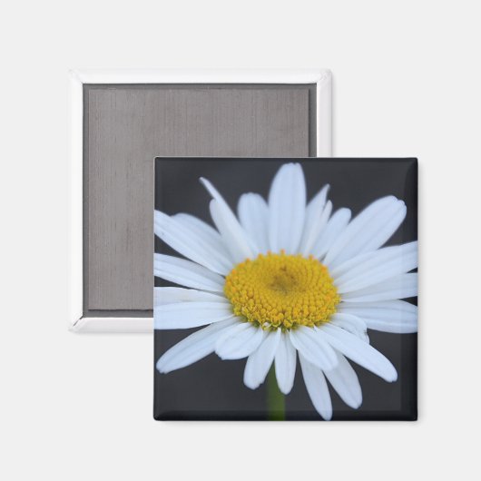 Winter Daisy Magneet (Voorkant / Achterkant)