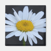 Winter Daisy Magneet (Voorkant)