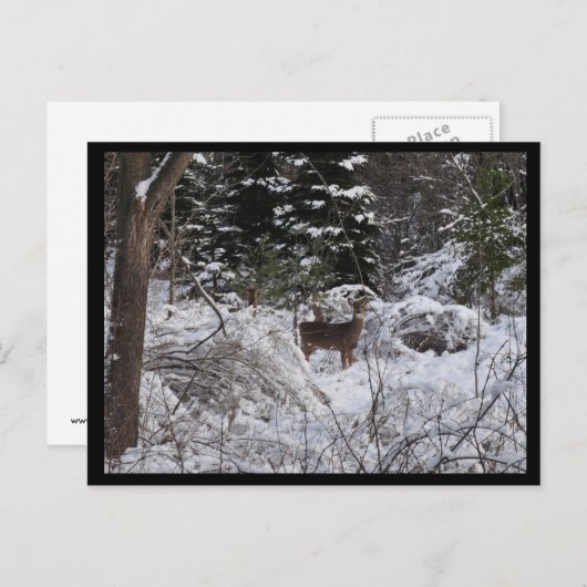 Winter Deer Briefkaart (Voorkant / Achterkant)