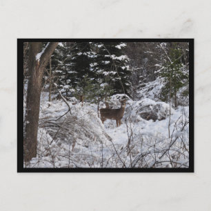 Winter Deer Briefkaart
