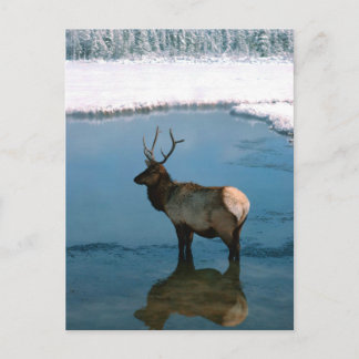Winter Deer op Pond Briefkaart