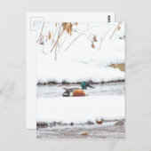 Winter Duck Briefkaart (Voorkant / Achterkant)