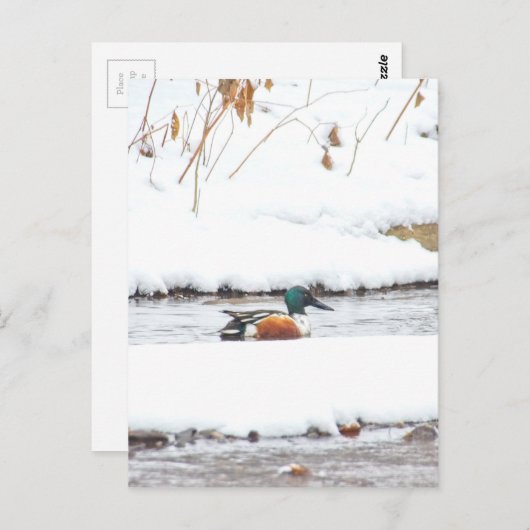 Winter Duck Briefkaart (Voorkant / Achterkant)