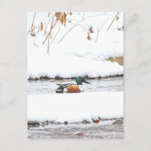 Winter Duck Briefkaart