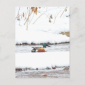 Winter Duck Briefkaart (Voorkant)