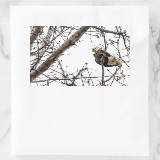 Winter Eagle Sticker (Tas)