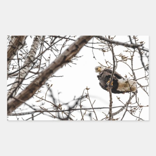 Winter Eagle Sticker (Voorkant)