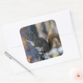 Winter Eekhoorn op Boomstomp Vierkante Sticker (Envelop)