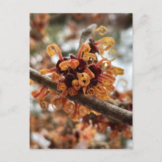 Winter Fire Holiday Briefkaart