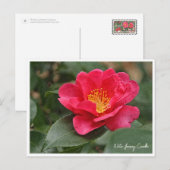 Winter flowering Camellia Briefkaart (Voorkant / Achterkant)
