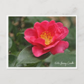 Winter flowering Camellia Briefkaart (Voorkant)