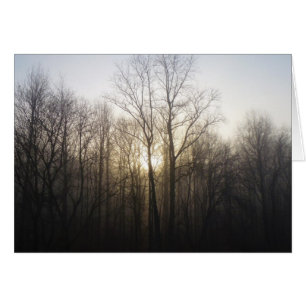 Winter Fog Sunrise Natuur Foto