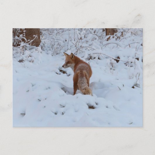 Winter Fox Briefkaart (Voorkant)