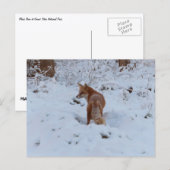 Winter Fox Briefkaart (Voorkant / Achterkant)
