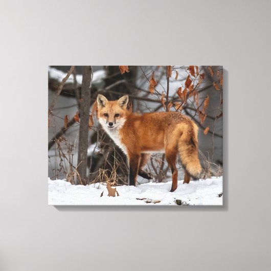 Winter Fox Canvas Print (Voorkant)